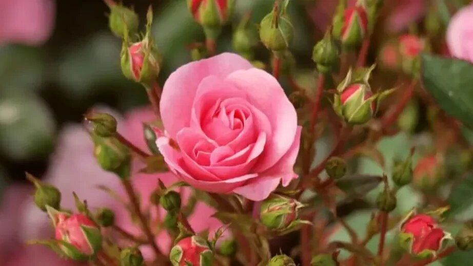 ��� ��������� ��������� ����������� ����: ����������� ������ � ����������