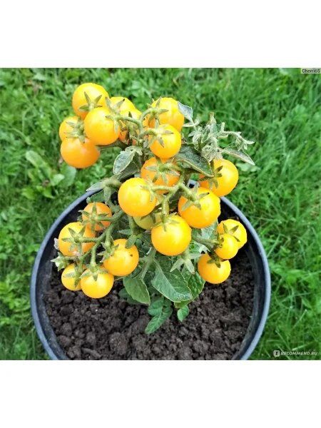 ����� ��������� �������: ��������� ����� ��� ��������� �����������