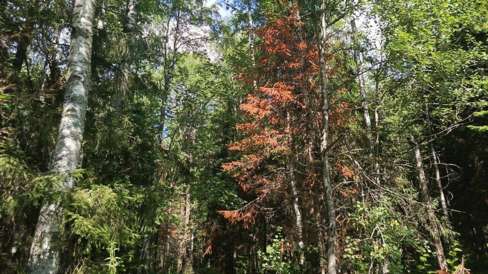 ��������� ��� � ������� ������: 17,4 ��� ������ �������� � �������� �� ������ � ����������� ���������� � 2026 ����