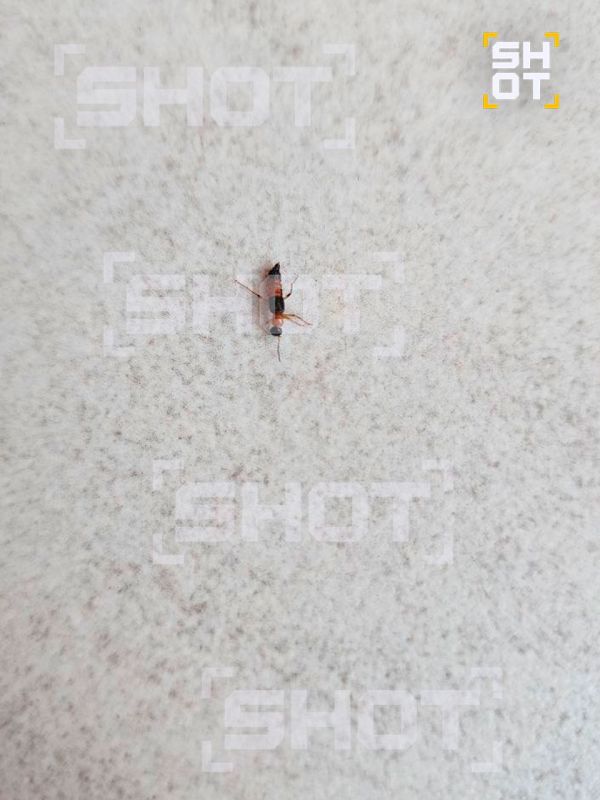 �������� ���������� �� �������� �����-�������� �� ��������