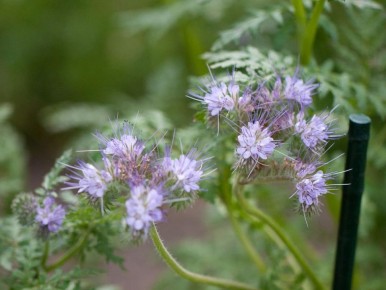 �������: ��������� �������� ��� ������ ����