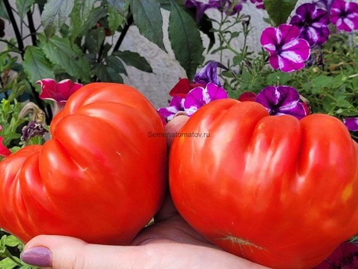 ����� ���������: ������� ����� � ����� ���� ��� ������ ����