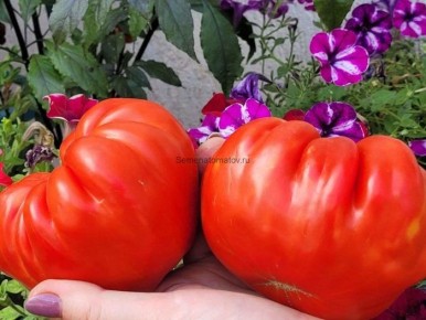 ����� ���������: ������� ����� � ����� ���� ��� ������ ����