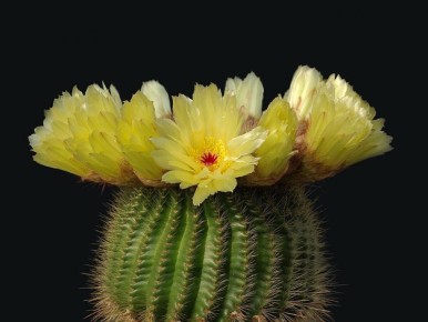 �������: ���������� ��������� ������� � ��������� ����������