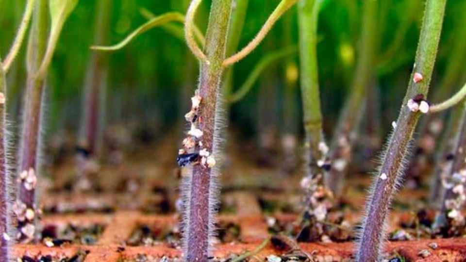 ��� �������� ������ �����: ���� ����������� ������� ������ � ��������� ������� �������