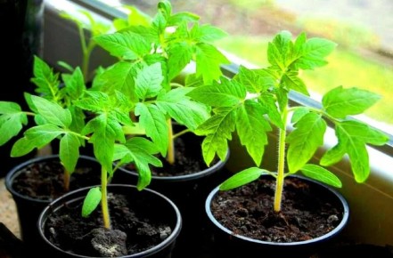 ������� ������� ���������: ��� ����� �������� �������� ����� ������� � ������ ������� �����