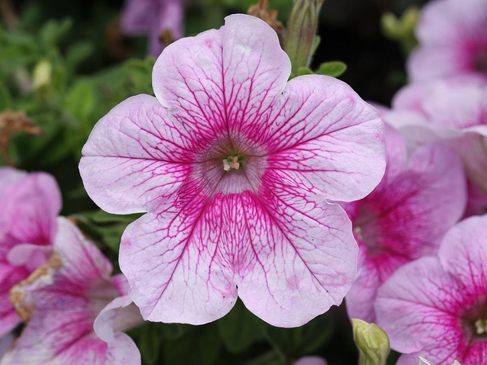 ������ ���� ������� ������ �������: ����������� ������� � ������� �������