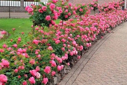 ����� ��� �������� �����������: ����������� ���� �������