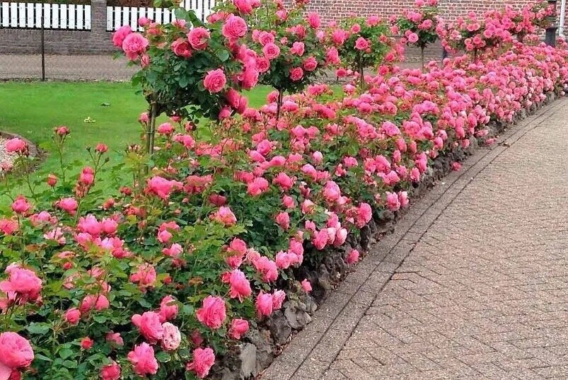 Цветы как источник вдохновения: преобразите свой участок