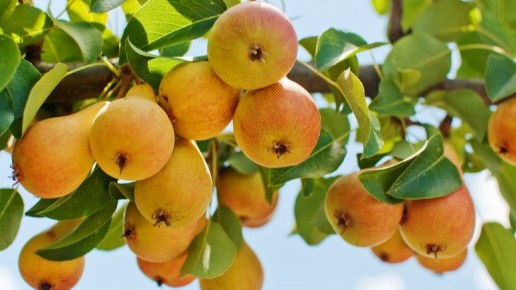 ��� ������ �� ���� �������� �����: ����������� ������� ������