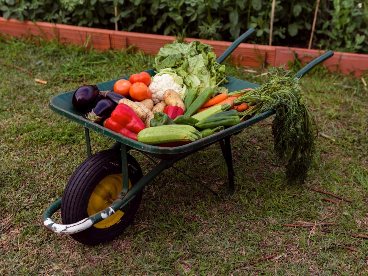 Как сохранить урожай: простые советы по хранению в погребе