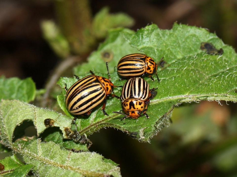 ��� �������� ��� ������ �� ������������ ����: ������ � ������������