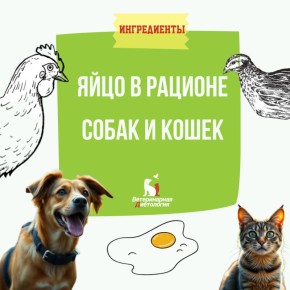 Насколько полезны яйца для собак и кошек?