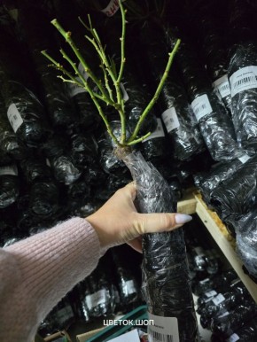 ������� ���: ������ ������ ����������� � ����� ����������� �� �������� �����