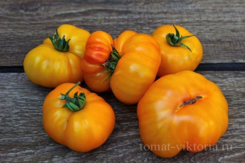 Томат Шен Фас Аха: как этот невероятный сорт покоряет огородников