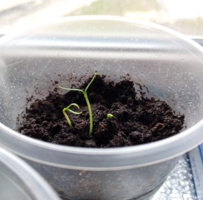 ��������� ��������� ������ ��� �������: ��� ������� ������ ���������