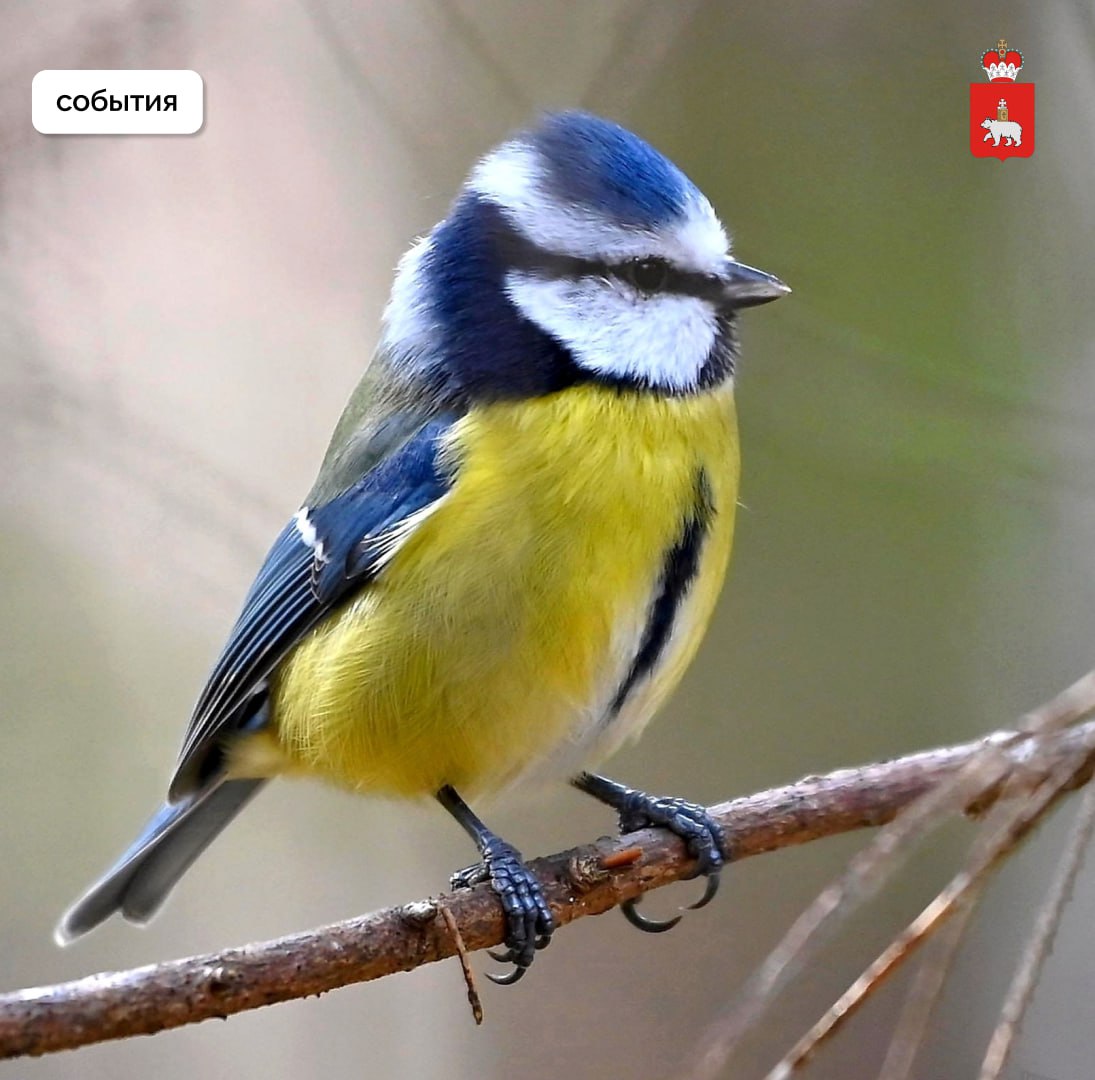 Жителей Прикамья приглашают на мероприятия нового визит-центра в долине реки Егошиха Жителей Прикамья приглашают на мероприятия нового визит-центра в долине реки Егошиха