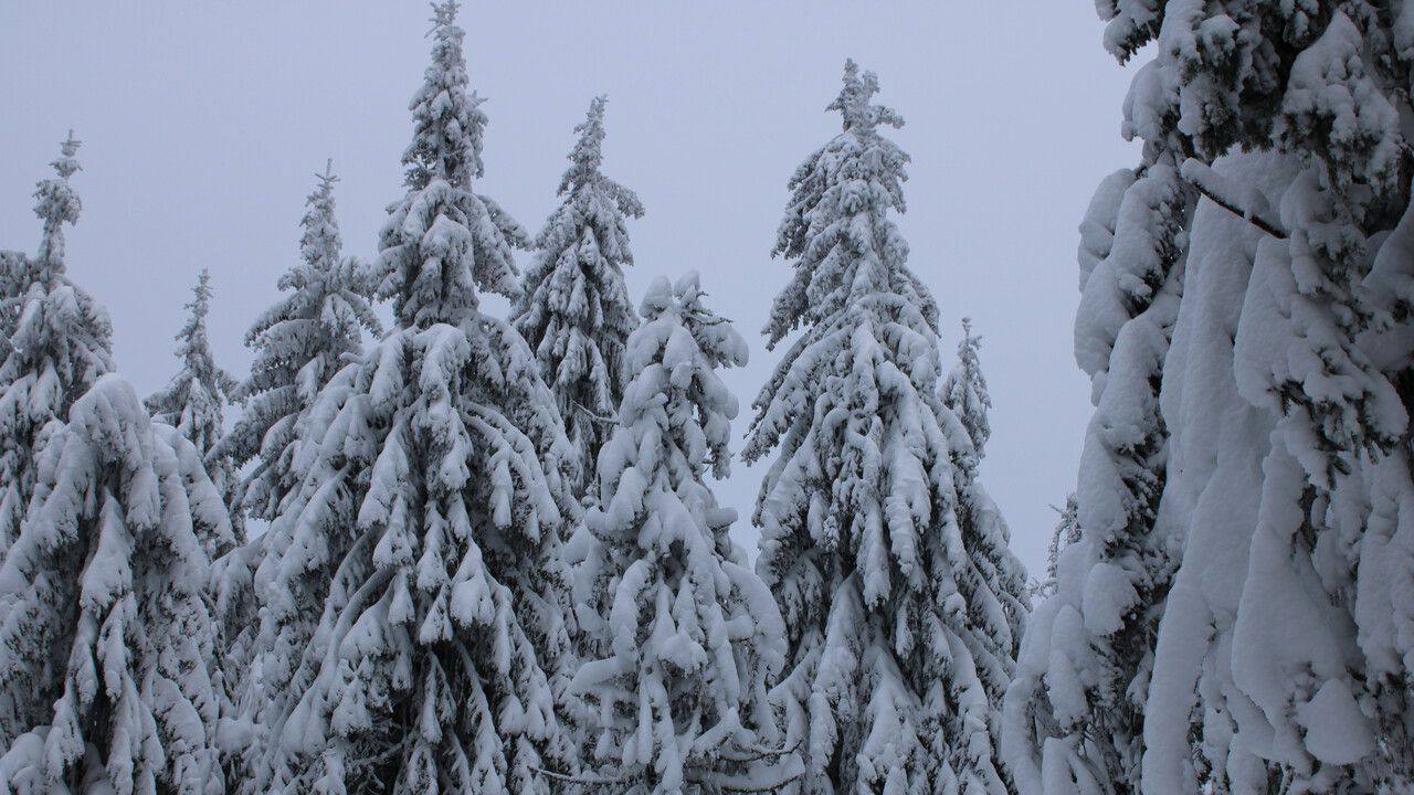 Снежная и морозная погода сохранится в Прикамье на неделе