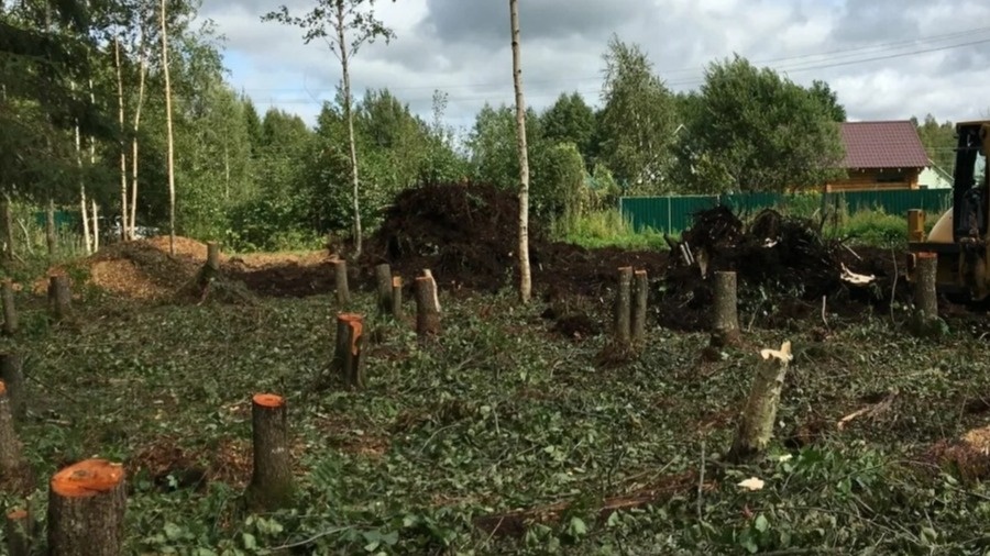 Как законно убирать деревья на своем участке: советы экспертов