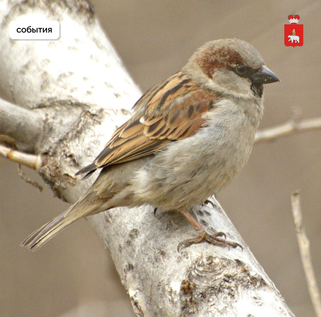 Жителей Прикамья приглашают на мероприятия нового визит-центра в долине реки Егошиха Жителей Прикамья приглашают на мероприятия нового визит-центра в долине реки Егошиха