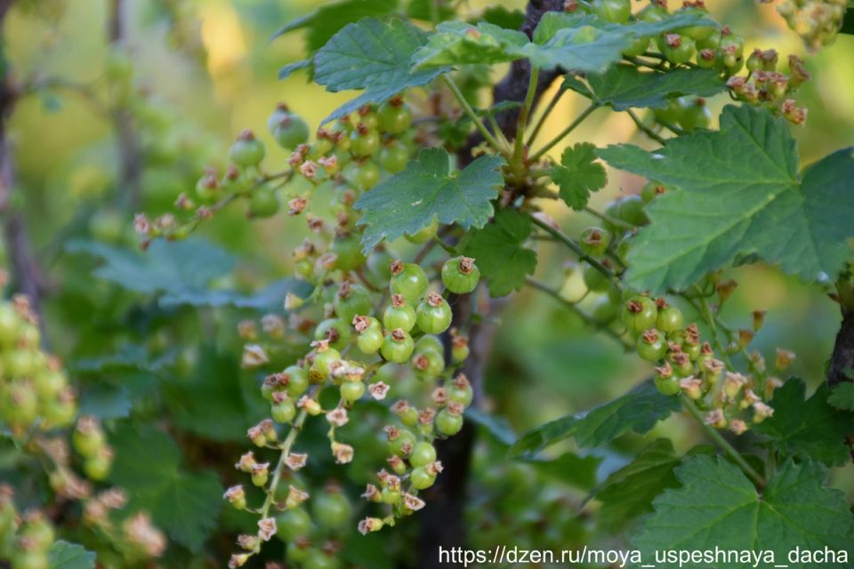 Смородина в расцвете: как поддержать рост ягод и получить щедрый урожай