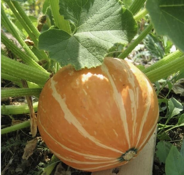 Как не ошибиться с тыквой: пять признаков спелости, которые стоит знать