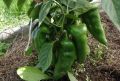 Как оптимально подкармливать сладкий перец: полезные советы для каждого огородника