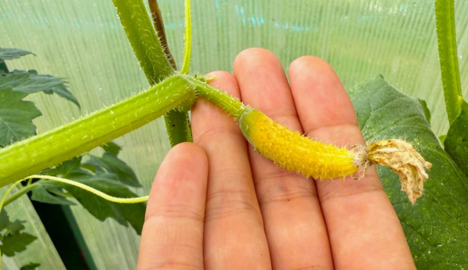 Почему огурцы желтеют и что делать с опадающими завязями?