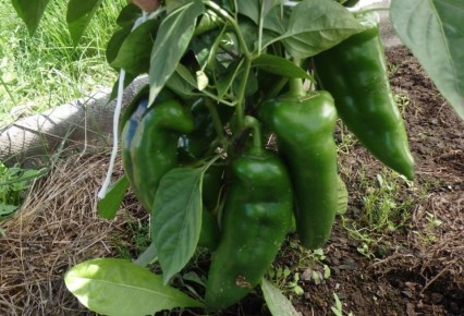 ��� ���������� ������������� ������� �����: �������� ������ ��� ������� ����������