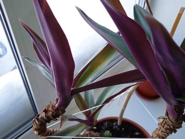 Традесканция Рэо: Уют и Красота в Вашем Доме