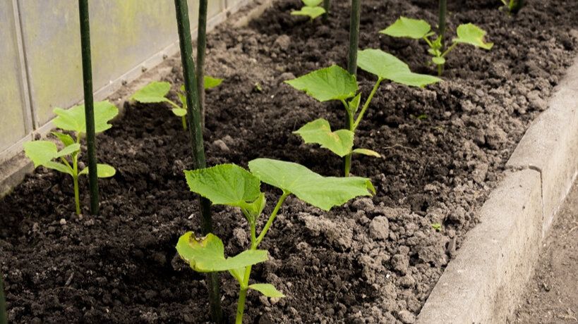Как правильно формировать огурцы в теплице: секреты и советы