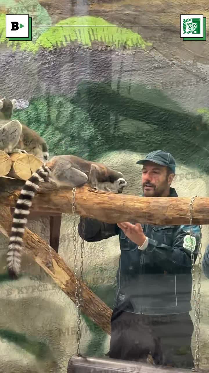 Известный итальянский повар и ведущий программы «Поедем, поедим!» на НТВ Федерико Арнальди стал кипером в Пермском зоопарке, но всего на несколько часов