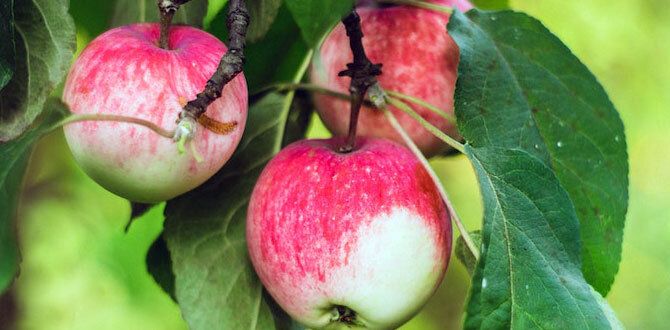 ��� ��������� ��������� ������� ��� �������� � ������� �������