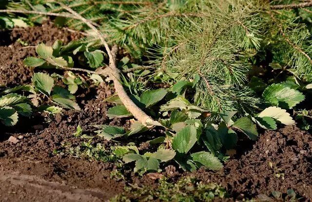 ��� ������ ��������� �� ���� � ������: ������ ��� ��������� ������