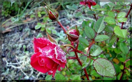 ��� ����������� ���� � ����: ������ ������ � �������