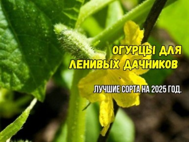 ������ ��� ��������: ���� ������ �������� ��� ��������