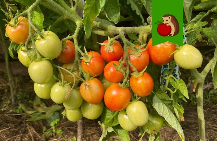 Как подкормить помидоры в августе для богатого урожая