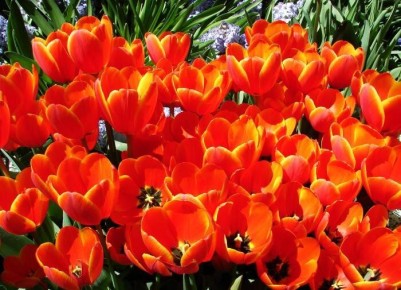 ��� ��������� ��������� �� ���������� � ������ �����