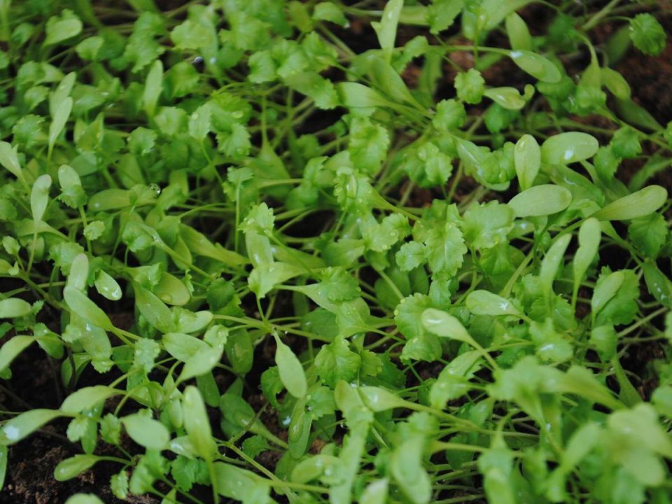 ������� �����-�����: ������, ������� �������� ������