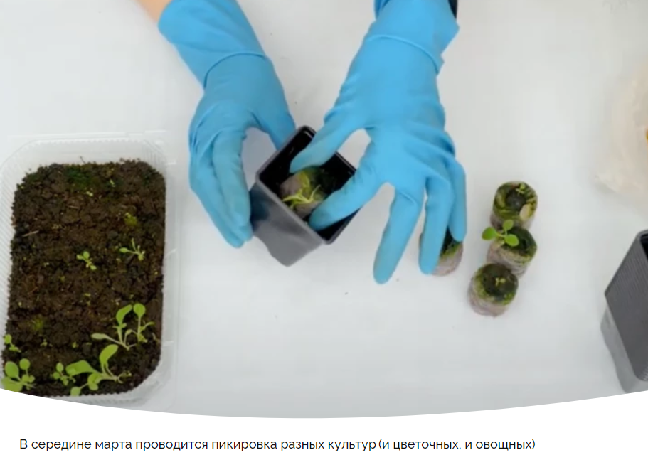 Лунный календарь для садоводов: какие работы ждут нас с 13 по 19 марта