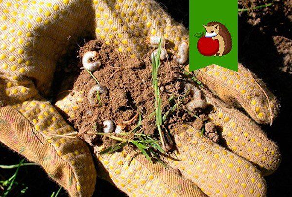 ��� �������� ������ �� ������� �������� ���� ��� ������