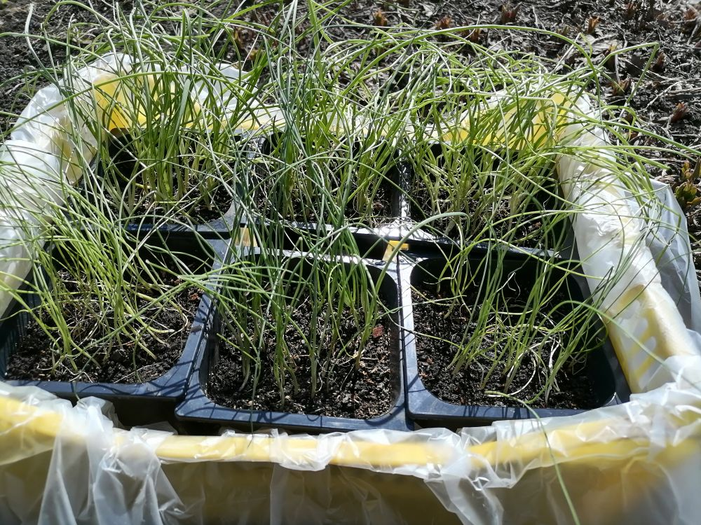 Как правильно подготовить рассаду лука и грядку к посадке