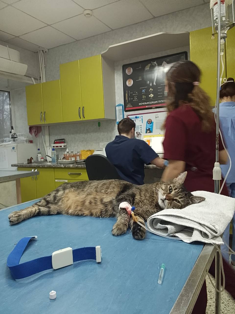 Анна Долгарева: Друзья, тут такое дело.. У моей подруги, чудесной талантливой поэтессы Лены Перминовой из Ростова-на-Дону заболел кот Орфей. И лечат, и лечат, и Лена уже что могла отнесла в ломбард, но еще надо оперировать... Анна Долгарева: Друзья, тут такое дело.. У моей подруги, чудесной талантливой поэтессы Лены Перминовой из Ростова-на-Дону заболел кот Орфей. И лечат, и лечат, и Лена уже что могла отнесла в ломбард, но еще надо оперировать...