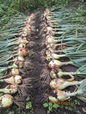 ������� ������������ ����������� ���� '���������': ������ � ���� ���������