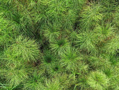 Как эффективно победить полевой хвощ на вашем участке