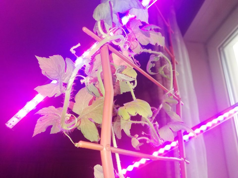 ����� ��������: ��� ���������� ������������ � �������� ��������