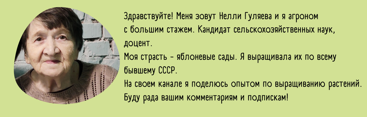 Почему ваши хвойные выглядят неважно: осенний уход — главный секрет успеха