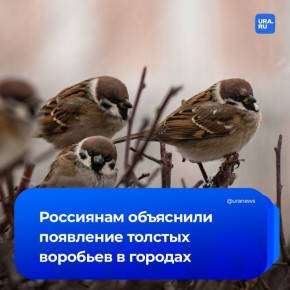 Ожирение из-за фастфуда зафиксировано у воробьев