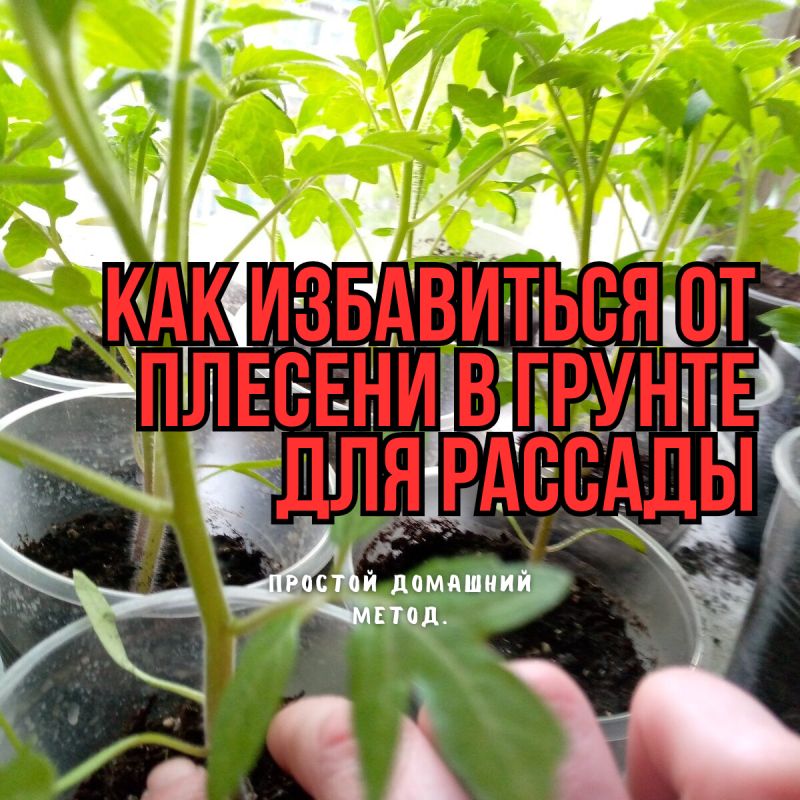 ��� ���������� �������� � �������� � �������: ������������ �����