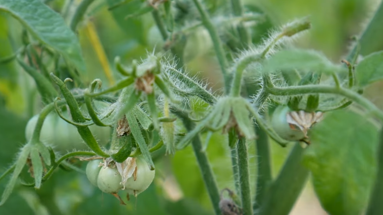 Эффективные народные методы для завязывания плодов: испытано на томатах